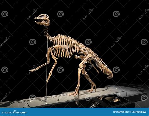 life size dinosaur skeleton pattern